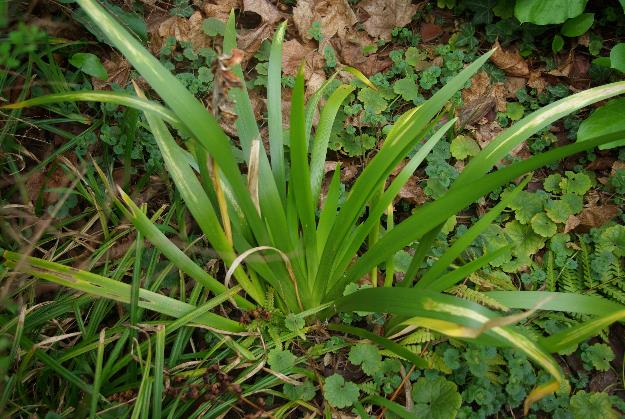 Touffe, issue d'un rhizome court, de feuilles luisantes en forme de glaive, vert foncé.