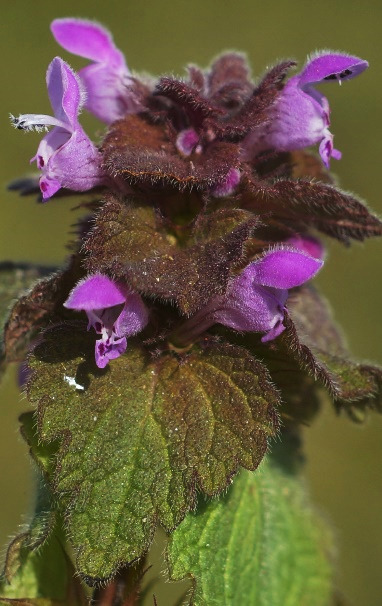 Bractées supérieures teintées de pourpre (d'où le nom d'espèce).