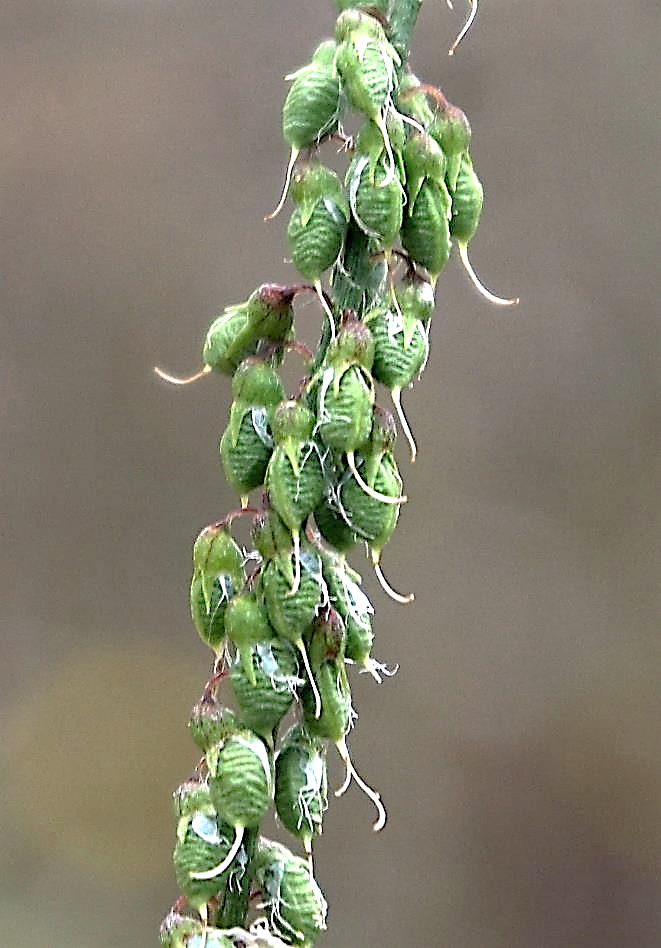 Fruits : gousses, glabres et pendantes, ridées transversalement.