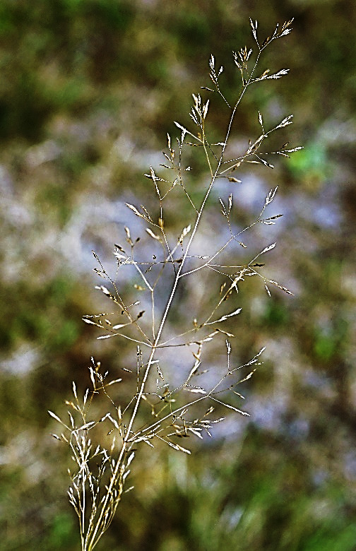 Inflorescence : panicule diffuse, à rameaux restant bien étalés à maturité.