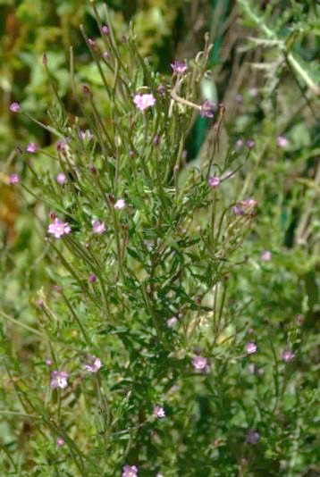 Épilobe à quatre angles