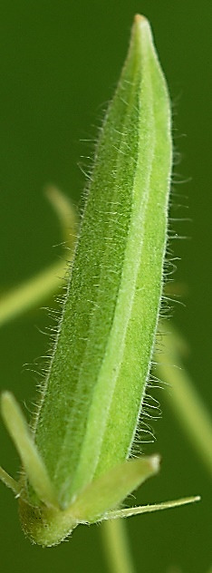 Fruits : capsules, portant, en plus de poils longs étalés, de nombreux poils courts dirigés vers le bas (voir, pour comparaison, la capsule de l'Oxalis droit.