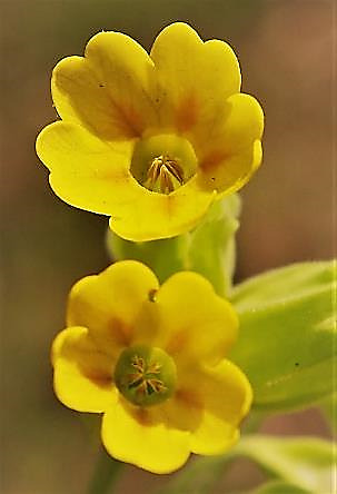 Fleurs assez petites (Ø 8 - 12 mm), en forme de coupe, jaune vif. Gorge des pétales à tache orangée à la base.