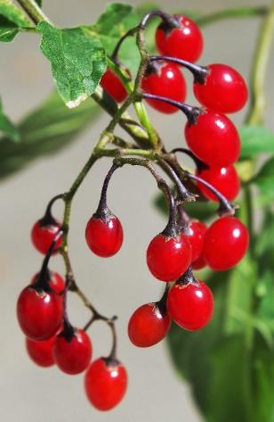 Fruits : baies, ovoïdes, lisses, luisantes, devenant rouge vif.