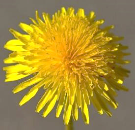 Inflorescence : capitule, isolé, constitué uniquement de très nombreuses fleurs ligulées jaunes.