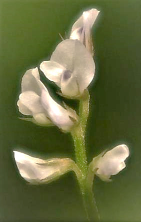 Fleurs par 3 - 8, petites (3 - 5 mm), blanchâtres.