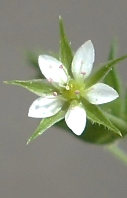 Fleur blanche, petite (Ø 3 - 6 mm), à 5 pétales ne dépassant pas le calice.