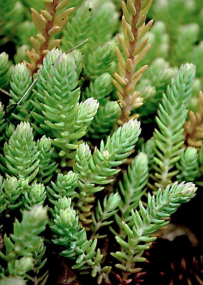 Nombreux rejets stériles, à feuilles vert grisâtre, formant un épi dense.