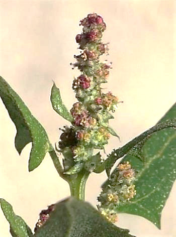 Inflorescence : panicule, pyramidale peu feuillée.