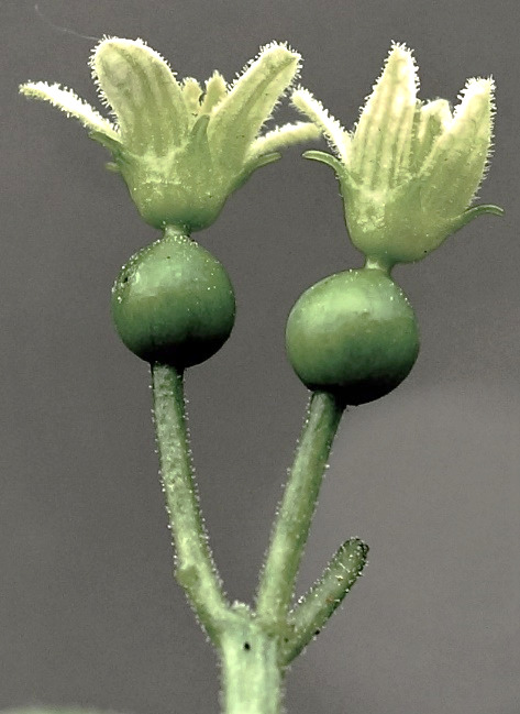 Fleurs femelles. Inflorescence : cyme bipare hélicoïde.