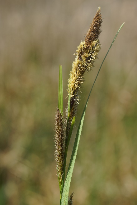 Inflorescence : 3 - 5 gros épis mâles surmontant 2 - 4 épis femelles.