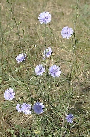 Chicorée amère