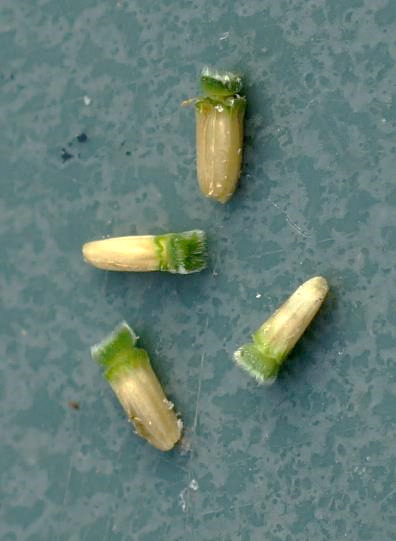 Fruits : akènes (persistant longtemps sur la plante).