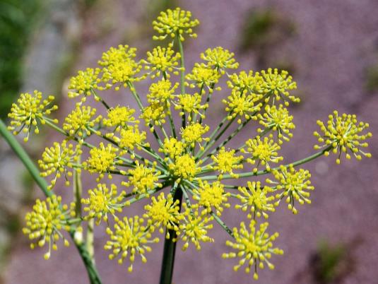 Inflorescence : ombelle d'ombellules à 5 - 30 rayons.