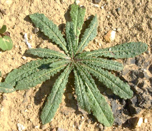 Rosette de feuilles allongées, ondulées-crispées, verruqueuses et à poils raides.