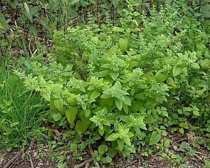 Mélisse officinale