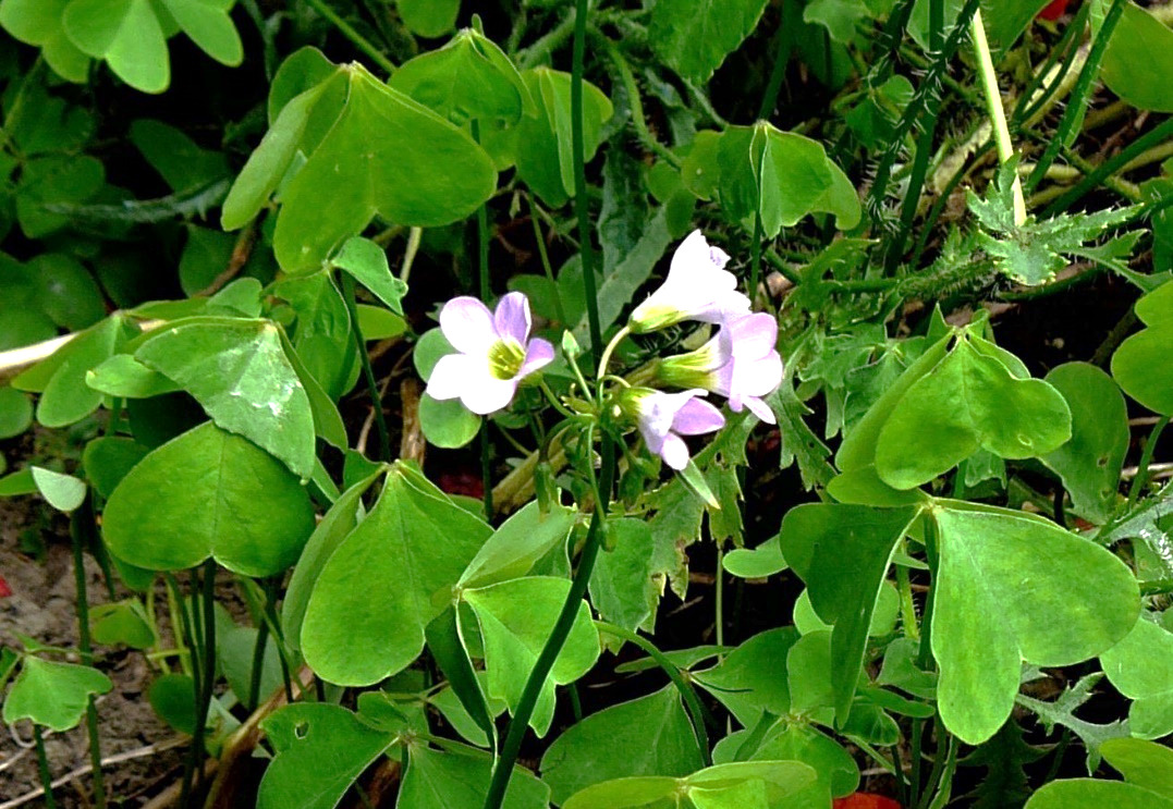 Oxalis à larges feuilles