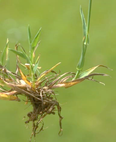 Plante en touffe, à tiges couchées puis ascendantes.