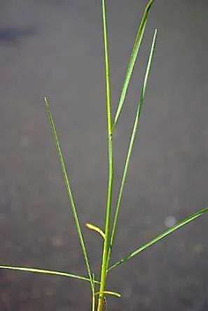 Feuilles très étroites (2 - 3 mm).