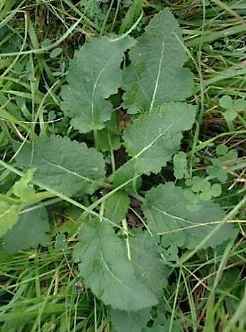 Rosette de feuilles ovales-cordées, irrégulièrement lobées, gaufrées dessus.