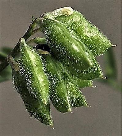 Fruits : gousses velues (d'où le nom d'espèce), à 2 graines.