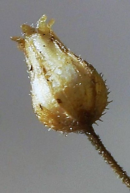 Fruit : capsule, ovoïde en forme de poire, ventrue à la base, à paroi coriace, s'ouvrant par 6 dents.