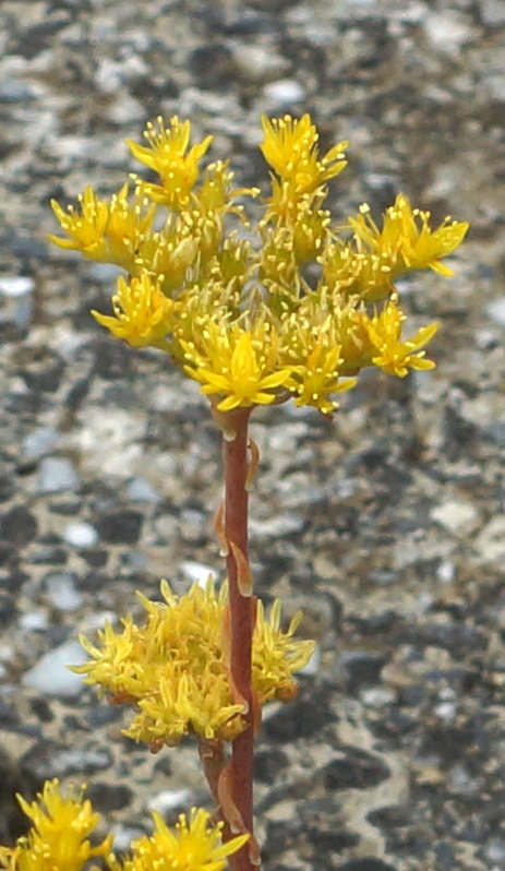 Inflorescence : cyme en forme de corymbe.