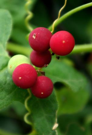 Fruits : baies, globuleuses, rouge vif à maturité.