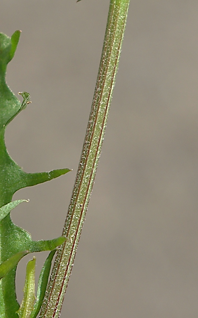 Tige de section polygonale, cannelée, creuse.