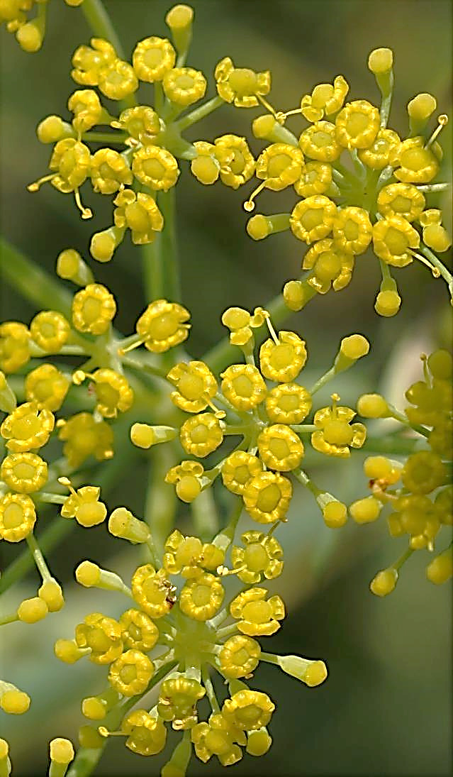 Fleurs jaunes, à 5 pétales enroulés, sans sépales.