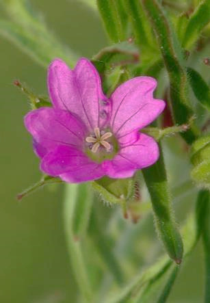 Inflorescence : cyme à 2 fleurs. Fleur petite (Ø 8 - 10 mm), à 5 pétales purpurins échancrés, sur un pédoncule plus court que les bractées.