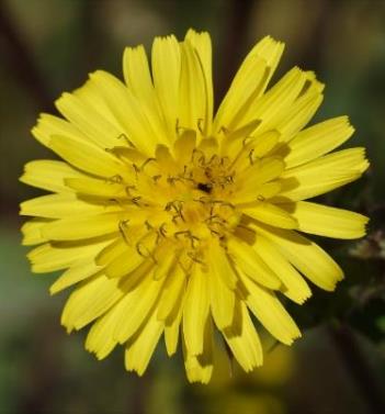 Capitule uniquement formé de fleurs ligulées jaunes.