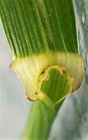 Ligule membraneuse courte (< 2 mm).