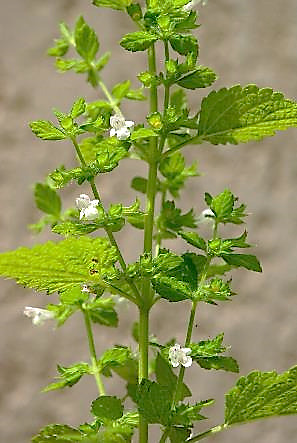 Plante à tiges dressées, très ramifiées, quasiment glabres.