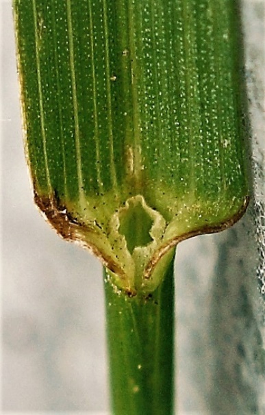 Ligule des feuilles supérieures courte (1 - 2,5 mm) et tronquée.