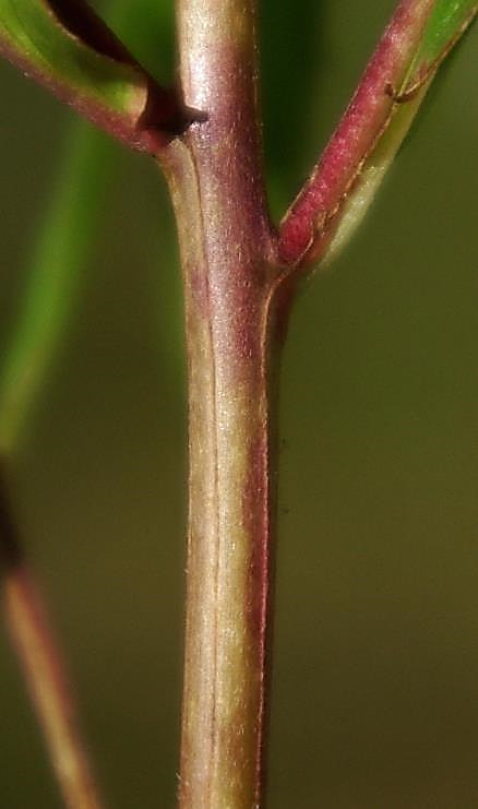 Feuilles moyennes se prolongeant sur la tige, formant 4 lignes (d'où le nom d'espèce).