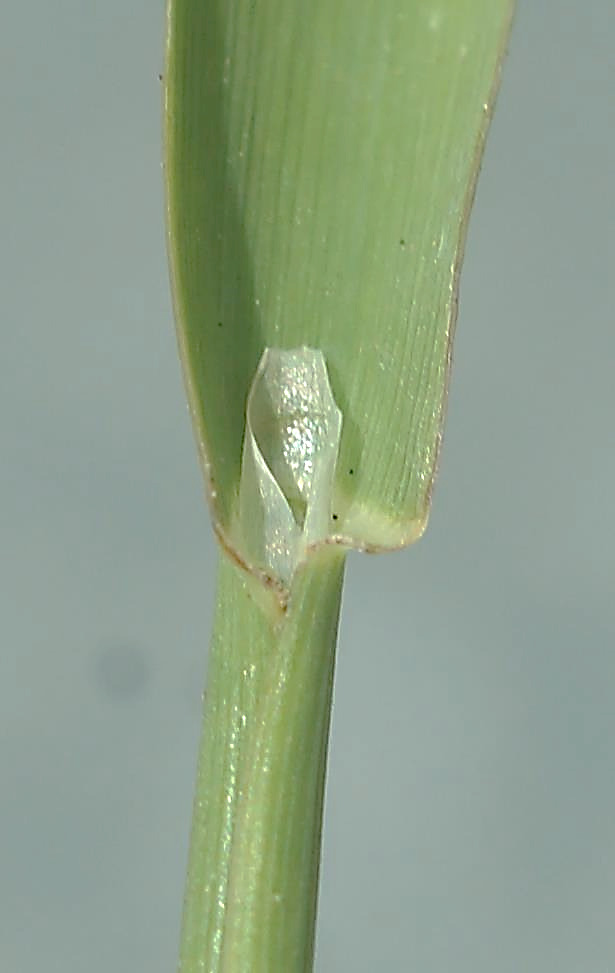 Ligule membraneuse, longue (6 mm), obtuse