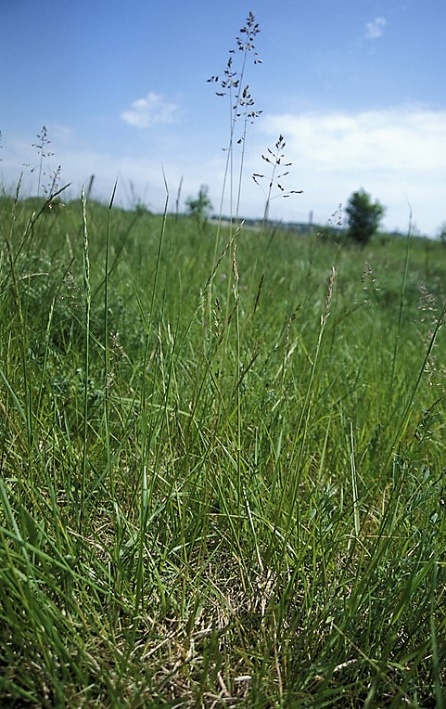 Inflorescence : panicule, à rameaux inférieurs groupés par 2 -