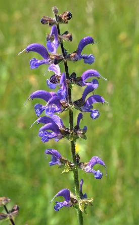 Inflorescence : grappe, allongée, interrompue, formée de verticilles de 3 - 6 fleurs bleu violacé.