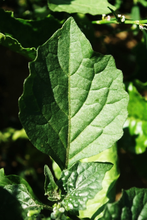 Feuille entière, ovale, sinuée-dentée.