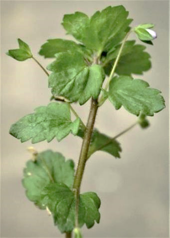 Feuilles à court pétiole, ovales, assez grandes (1 - 2 cm), dentées.