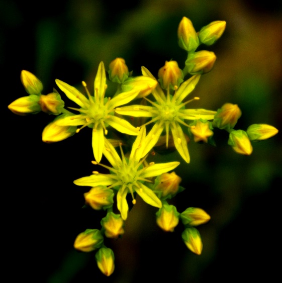 Fleurs à 6 pétales jaune vif, égaux, libres, longs de 6 - 8 mm.