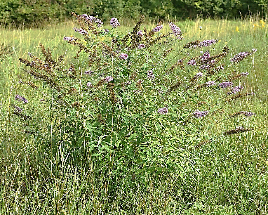 Buddleia du Père David