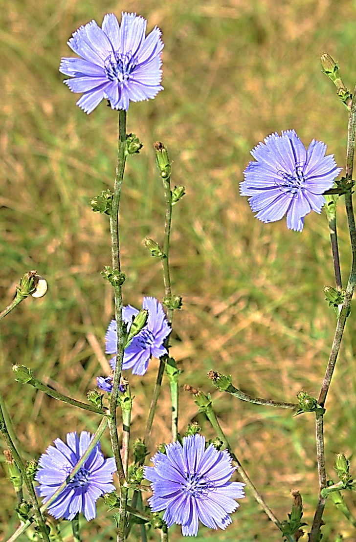 Inflorescence : capitules, solitaires, terminaux ou axillaires.