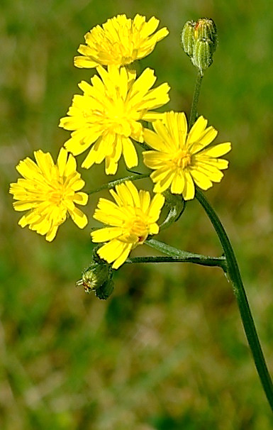 Inflorescence : corymbe de capitules