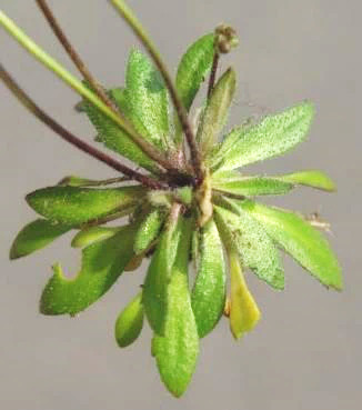 Feuilles lancéolées, toutes en rosette basale.