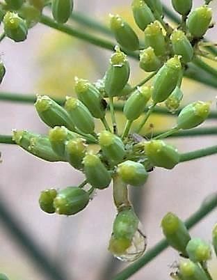 Fruits : akènes, longs de 5 - 9 mm, ovoïdes-aplatis.