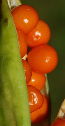 Graines globuleuses rouge-orangé vif.