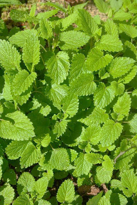 Feuilles avec pétiole, ovales, cordées à la base, à bords dentés-crénelés.