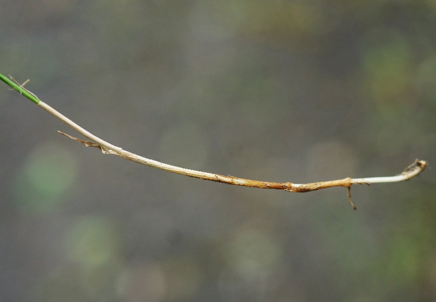 Présence fréquente de rhizomes munis d'écailles.